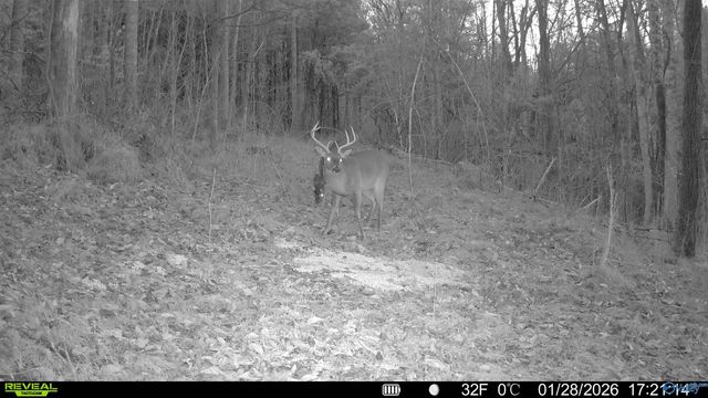 2818 County Road 27, Estillfork, AL 35745