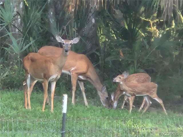 462 S Dew Plant Point, Crystal River, FL 34429