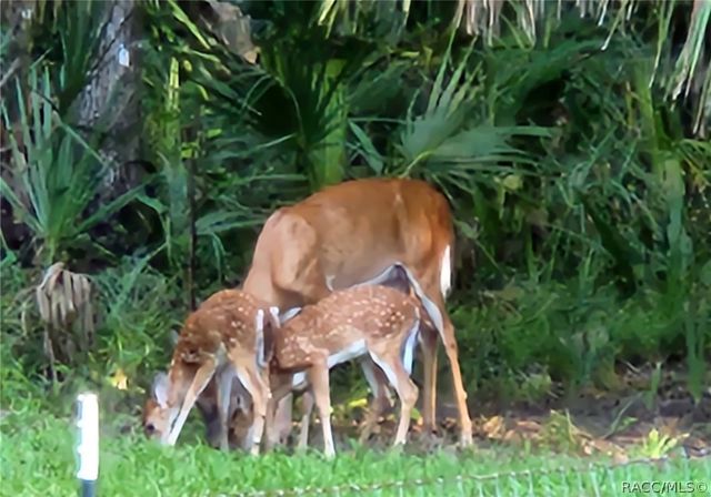 462 S Dew Plant Point, Crystal River, FL 34429