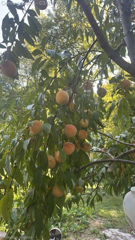 3955 Morgan Road, Orion Charter Township, MI 48359