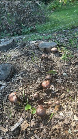 3955 Morgan Road, Orion Charter Township, MI 48359