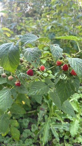 3955 Morgan Road, Orion Charter Township, MI 48359