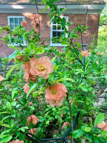 11 North Line Road, Wolfeboro, NH 03894