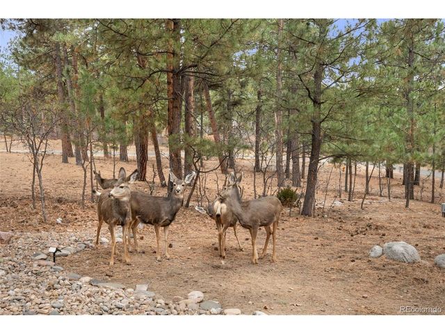 1935 Poncha Ct, Larkspur, CO 80118