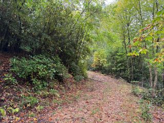 Tbd Clarktown Road, Roan Mountain, TN 37687