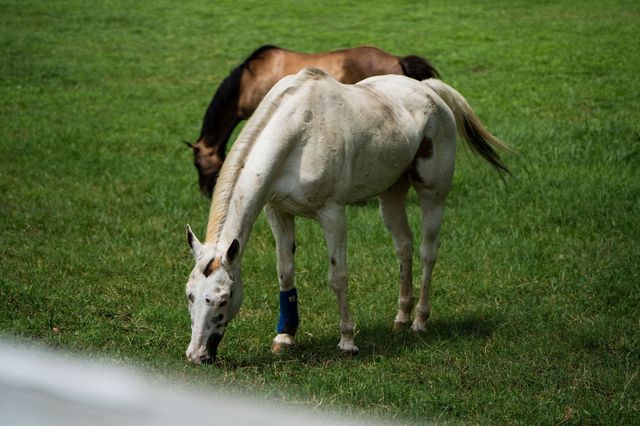 2131 Highway 130, W, Shelbyville, TN 37160