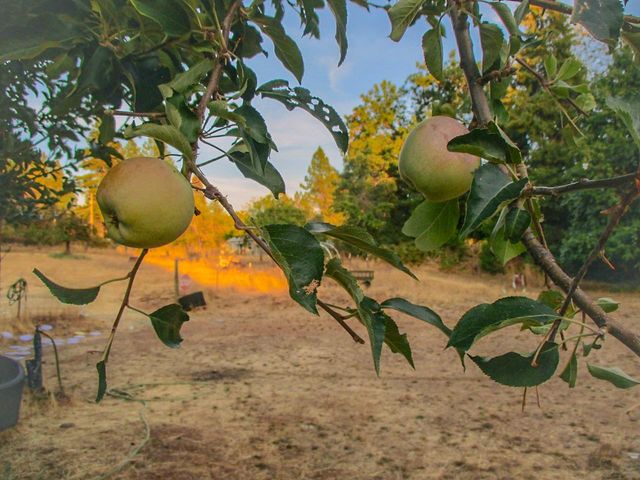 48 Pine St, West Point, CA 95255