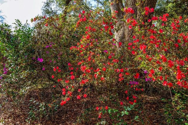 103 NE SUWANNEE RIVER DRIVE, Mayo, FL 32066