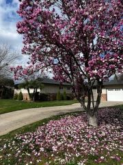 172 W Scott, Fresno, CA 93704