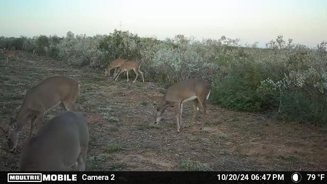 44 RANCH SOUTH TR 12, San Diego, TX 78384