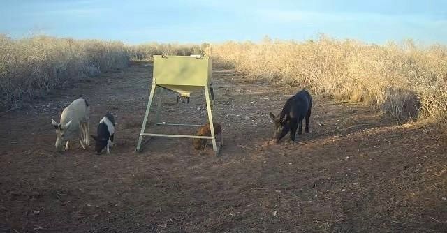 44 RANCH SOUTH TR 12, San Diego, TX 78384