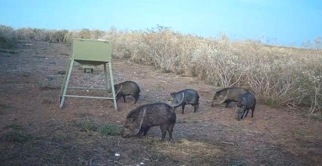 44 RANCH SOUTH TR 12, San Diego, TX 78384