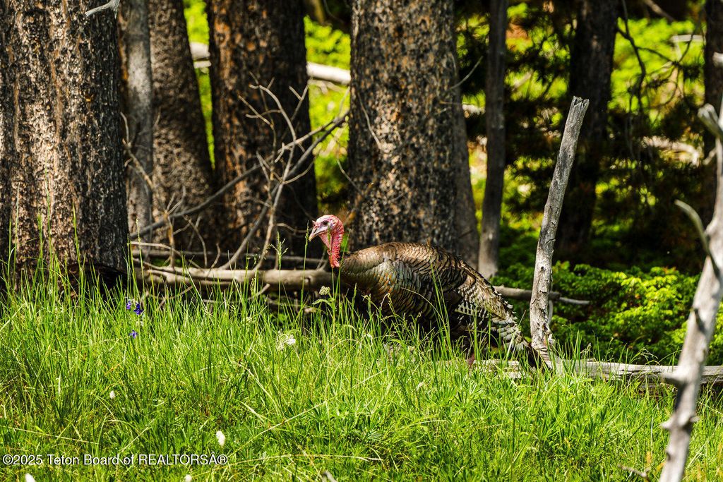 HAZELTON PEAK RANCH, Buffalo, WY 82834 photo 63