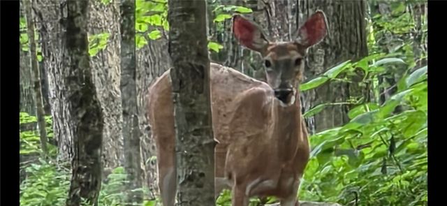 824 County Road 10, Pharsalia, NY 13801