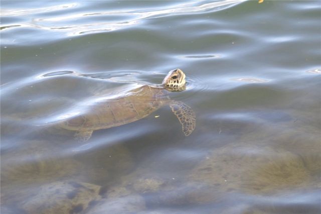 235 12th Street SW, Vero Beach, FL 32962