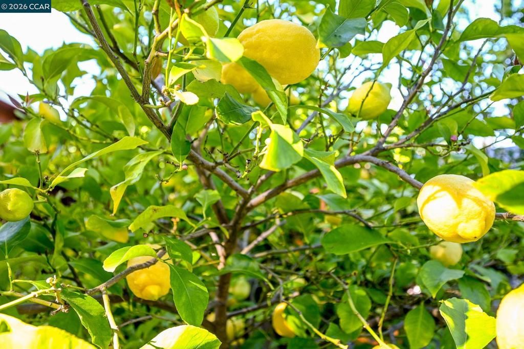 Image 27 of property listing at 3782 Hitchcock Rd, Concord, CA 94518