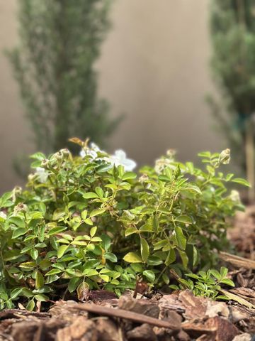 513 Union Avenue, Campbell, CA 95008