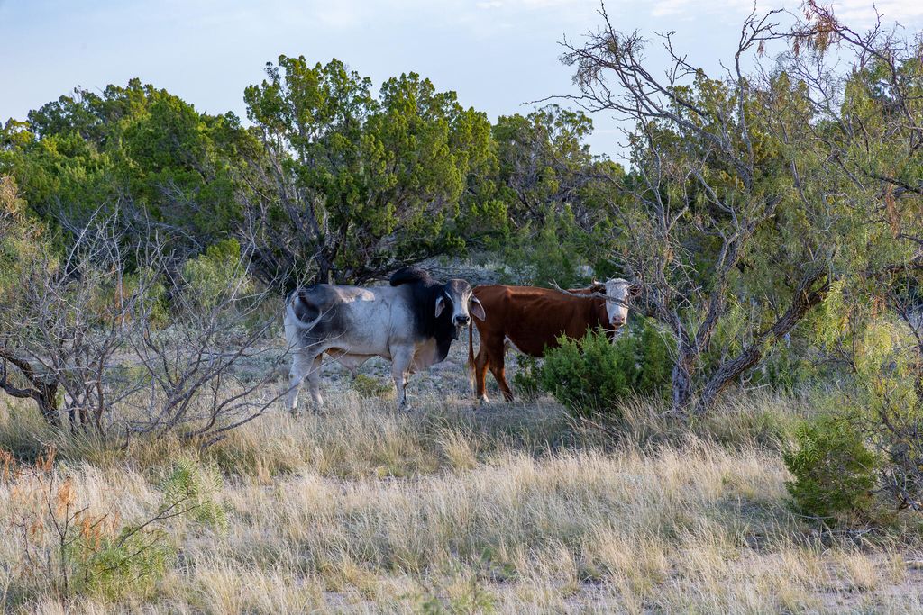 Image 11 of property listing at 5970 Fm 2083, Ozona, TX 76943