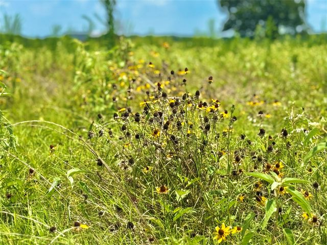 TBD Tracts 23 & 24 County Rd 3644, Saltillo, TX 75471