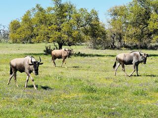 0 Fallow Dr # 118, Harper, TX 78631