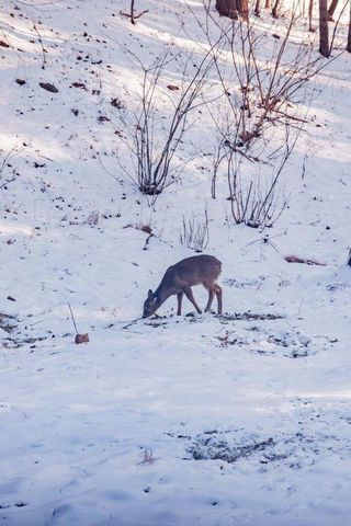 22450 Kodiak ROAD, Kendall, WI 54638