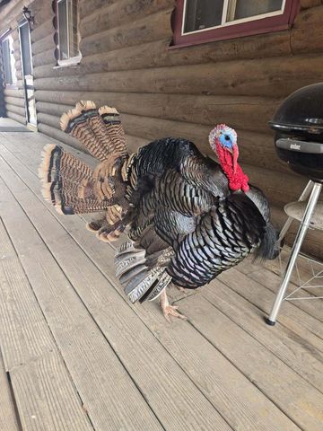 22450 Kodiak ROAD, Kendall, WI 54638