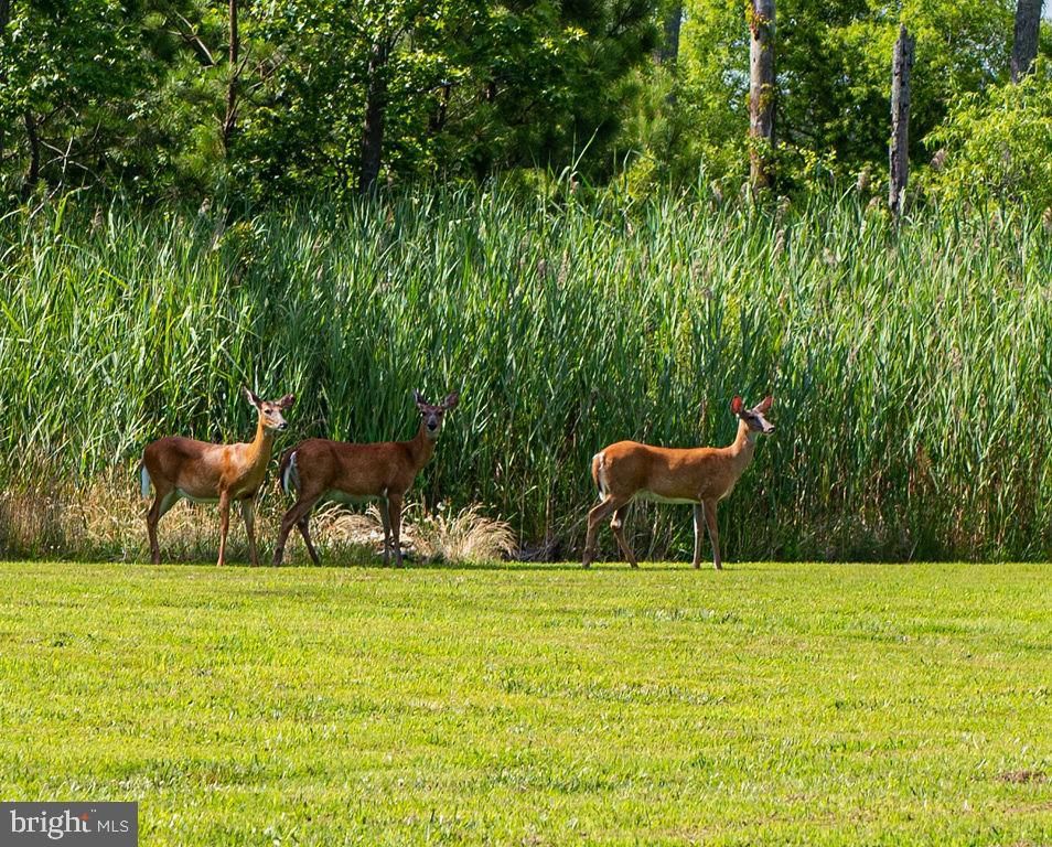 Image 95 of property listing at 11834 MAN O WAR LN, Berlin, MD 21811
