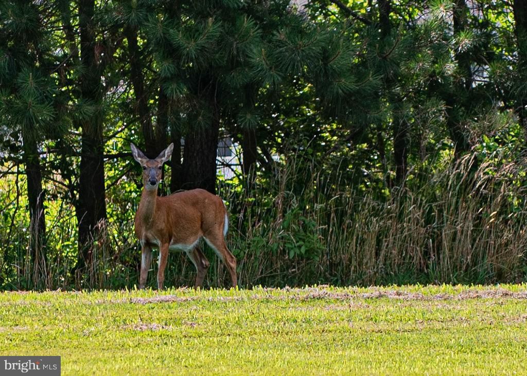Image 97 of property listing at 11834 MAN O WAR LN, Berlin, MD 21811