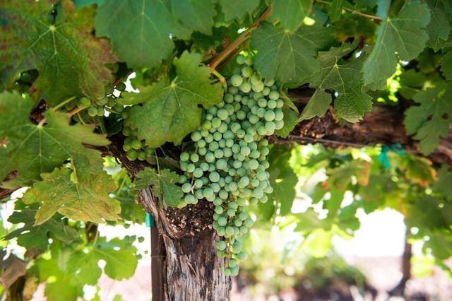 1450 Lakeview Court, San Martin, CA 95046