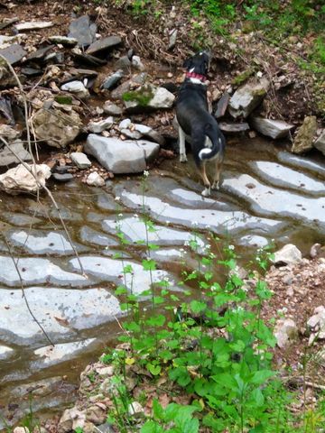 1064 Cathcart Road, Dowelltown, TN 37059