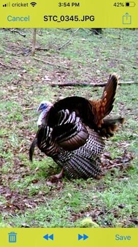 1064 Cathcart Road, Dowelltown, TN 37059