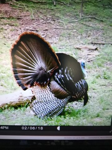 1064 Cathcart Road, Dowelltown, TN 37059