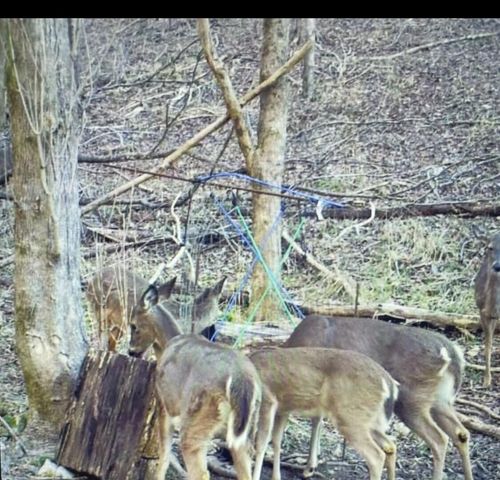 1064 Cathcart Road, Dowelltown, TN 37059