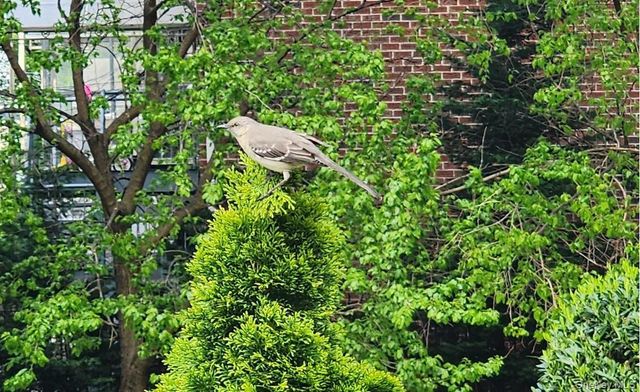 61-35 98th Street 15A, Rego Park, NY 11374