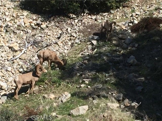 9112 Torrey Pines Road, Forest Falls, CA 92339