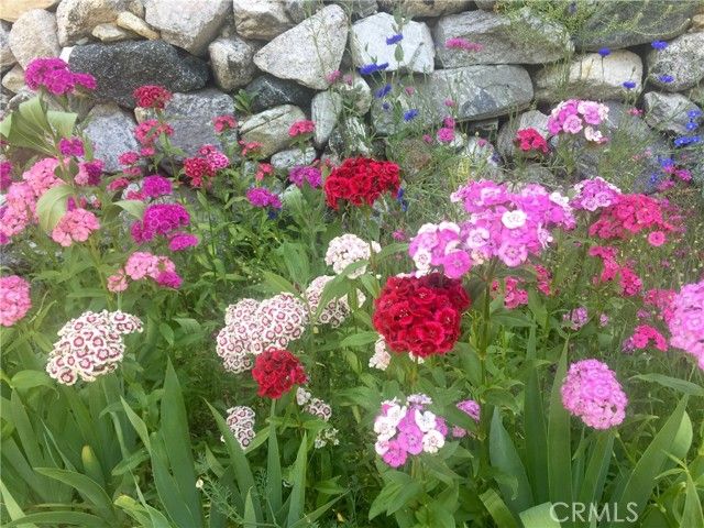 9112 Torrey Pines Road, Forest Falls, CA 92339