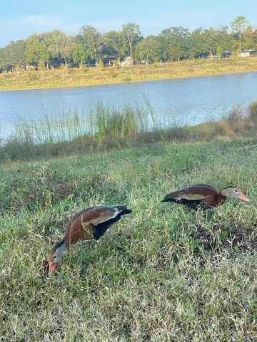 1517 Ramada Drive 1517, Houston, TX 77062