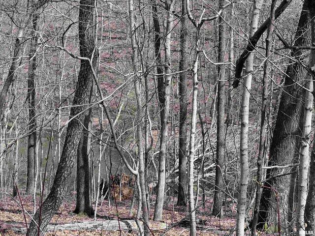 00 DEER RIDGE Road, Goreville, IL 62939