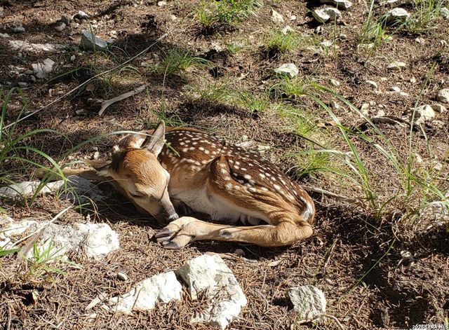 2339 Triple Peak, Canyon Lake, TX 78133