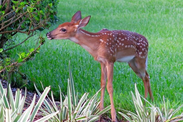 1585 REDWOOD GROVE TERRACE, Lake Mary, FL 32746