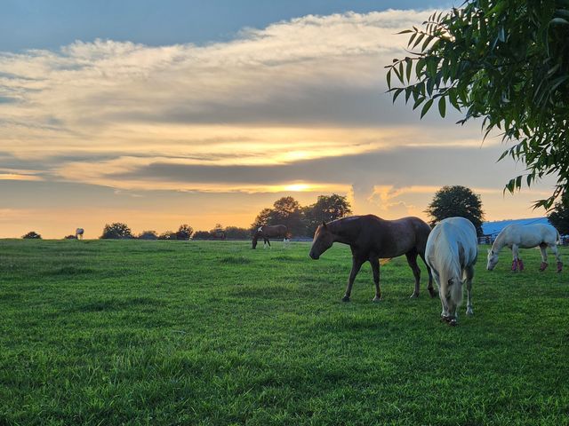 184 Saxony Way, Gallatin, TN 37066