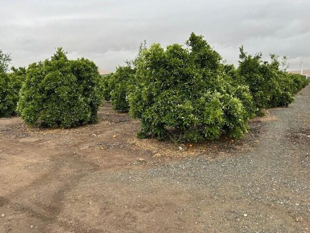 Image 6 of property listing at Ave 88 And Rd 264, Terra Bella, CA 93270