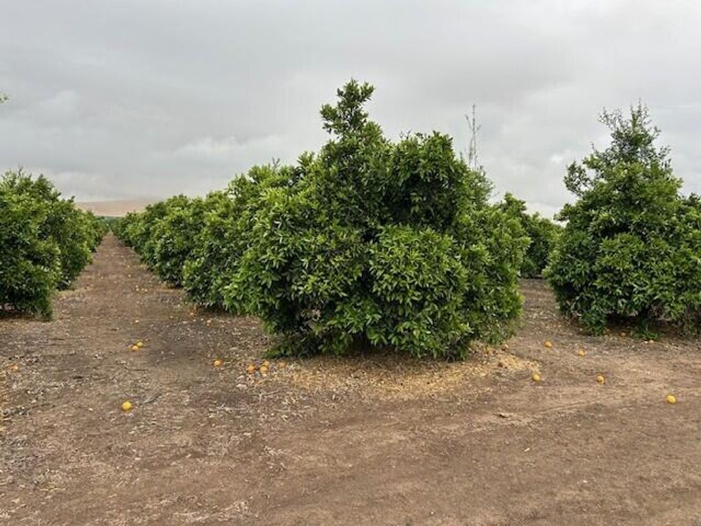 Image 7 of property listing at Ave 88 And Rd 264, Terra Bella, CA 93270