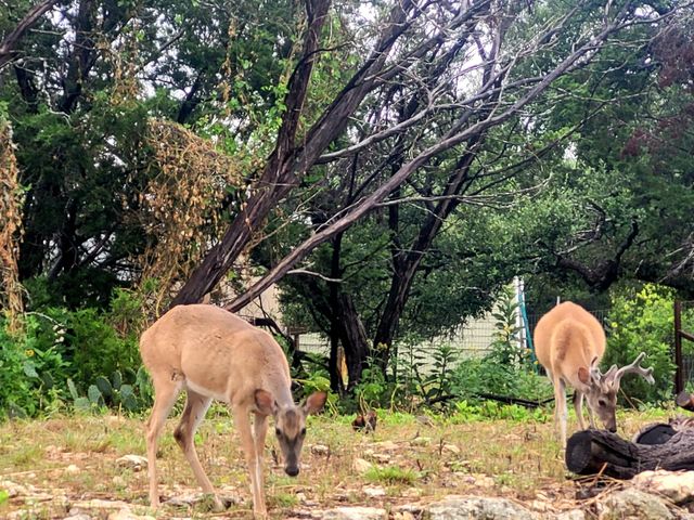 1110 Twin Deer LN, Canyon Lake, TX 78133