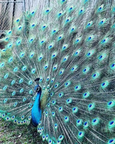 2485 Inagua Ave, Miami, FL 33133