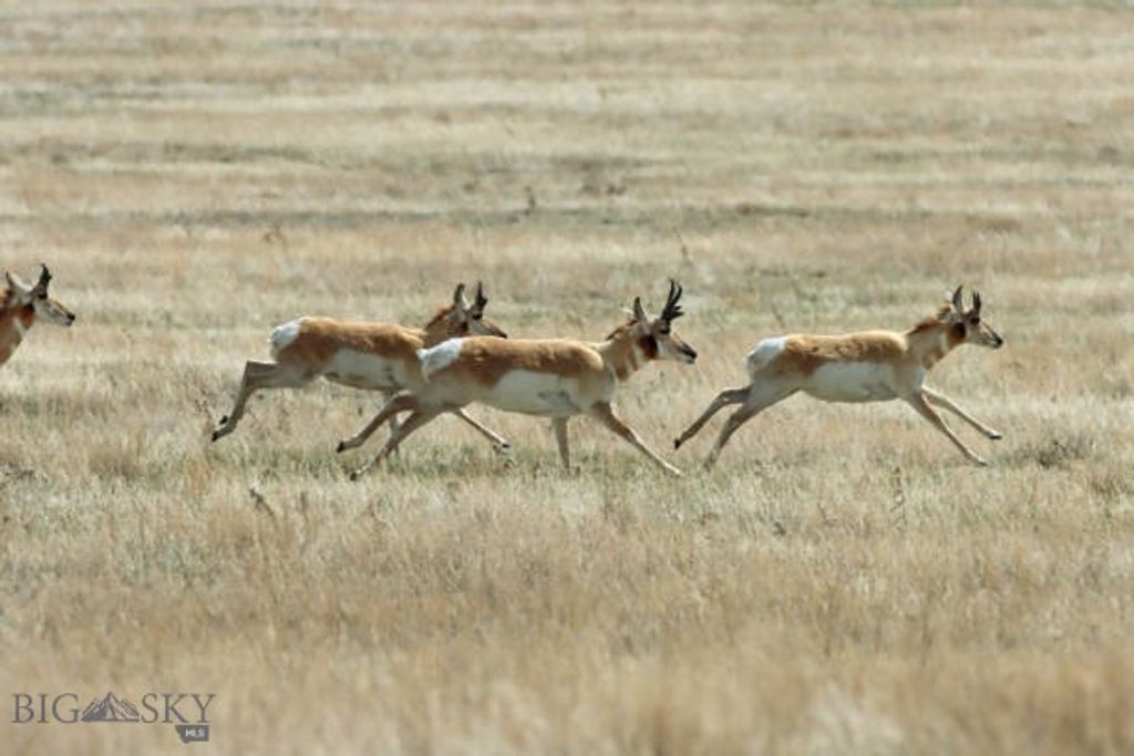 4468 Wes Davis Road, Belgrade, MT 59714 photo 11