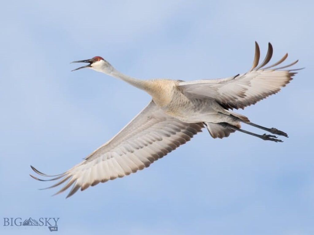 4468 Wes Davis Road, Belgrade, MT 59714 photo 6