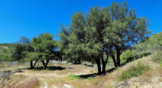 26380 San Felipe Road, Warner Springs, CA 92086