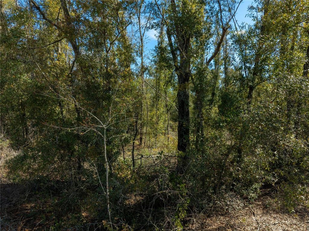 Image 21 of property listing at ,, Live Oak, FL 32060