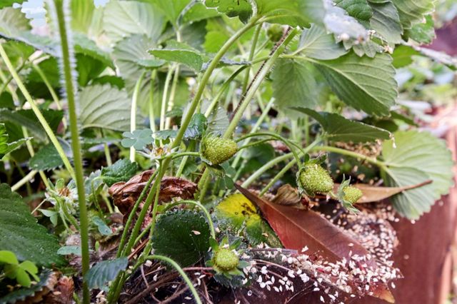 1303 Caceres Ct, Davis, CA 95618